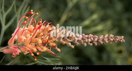 Einzelne schlanke grevillea Blume, die aus den Knospen hervortritt. Zarte australische einheimische Blume, rosa und gelb, attraktiv für nektarfressende Vögel. Queensland Stockfoto