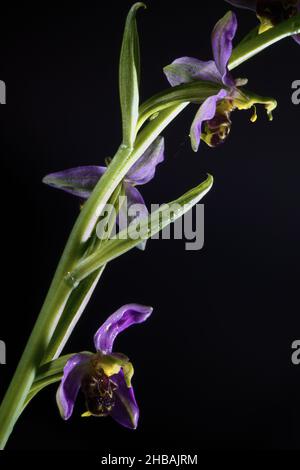 Seltene Bienenorchidee, gefunden wächst auf Brachland - Sheffield, South Yorkshire Stockfoto