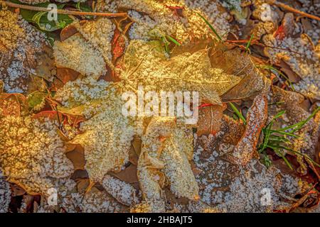 Frostkristalle bedeckten ein gefallenes gelbes Ahornblatt in einem Herbstwald Stockfoto