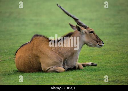 Ein Eland entspannt sich in der spätsommerlichen Sonne Stockfoto