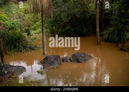 Überfluteter australischer Privatgarten nach 500 mm Regen, März 2021. Das Wasser ist vom kleinen Bach bis zur schnell fließenden Sintflut fast 2 Meter gestiegen. Stockfoto