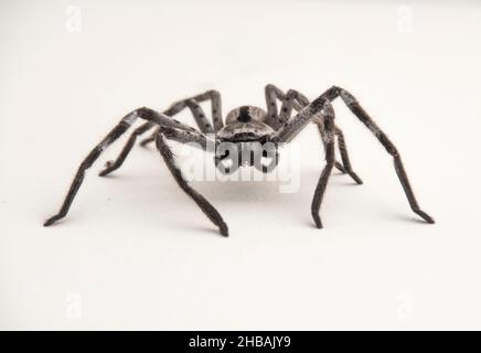 Australische riesige graue Jagdspinne (Hokonia immanis) gebänderter Jäger, der auf einer weißen Oberfläche steht. Frontsicht, hat 8 Augen Queensland, Australien. Stockfoto