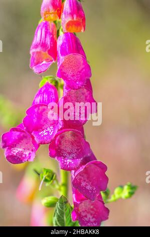 Digitalis purpurea, im Volksmund Foxglove oder digitalis genannt. Stockfoto