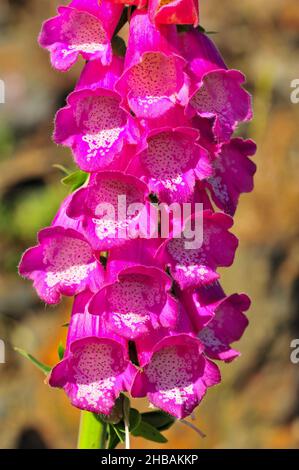 Digitalis purpurea, im Volksmund Foxglove oder digitalis genannt. Stockfoto