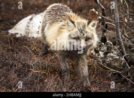 Red Fox in der Nähe von Eielson, Denali National Park & Preserve Alaska, Vereinigte Staaten von Amerika. Genkartierung zeigt, dass Rotfüchse in Nordamerika seit über 400000 Jahren von ihren Gegenstücken aus der Alten Welt isoliert werden. Eine einzigartige, optimierte Version eines Bildes von NPS Ranger JW Frank; Quelle: NPS/Jacob W. Frank Stockfoto