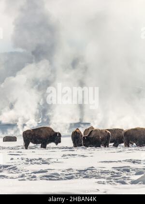 Bison-Gruppe im Lower Geyser Basin im Winter Yellowstone National Park Eine einzigartige, optimierte Version eines Bildes von NPS Ranger JW Frank; Quelle: NPS/Jacob W. Frank Stockfoto