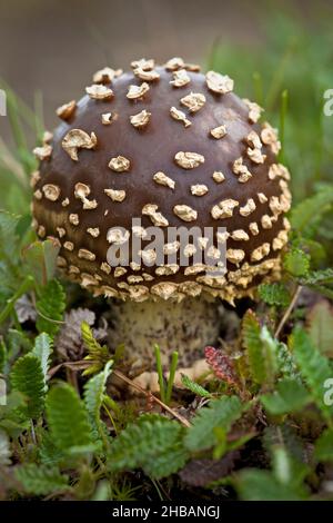 Royal Fly agaric Denali National Park & Preserve Alaska, Vereinigte Staaten von Amerika Eine einzigartige, optimierte Version eines Bildes von NPS Ranger JW Frank; Quelle: NPS/Jacob W. Frank Stockfoto