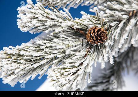 Rime-Eis auf Kiefernbäumen in der Nähe von Beryl Spring, Yellowstone National Park, Wyoming, Vereinigte Staaten von Amerika. Rime-Eis entsteht, wenn abgekühlte Wassertropfen auf Oberflächen gefrieren. Eine einzigartige, optimierte Version eines Bildes von NPS Ranger JW Frank; Quelle: NPS/Jacob W. Frank Stockfoto