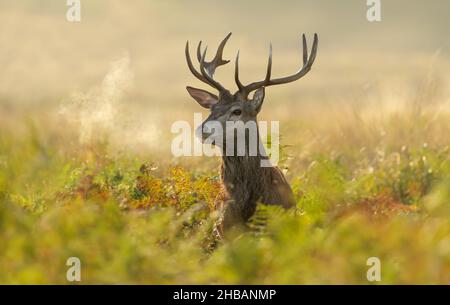 Nahaufnahme eines jungen Rothirschhirsches bei Sonnenaufgang, Großbritannien. Stockfoto