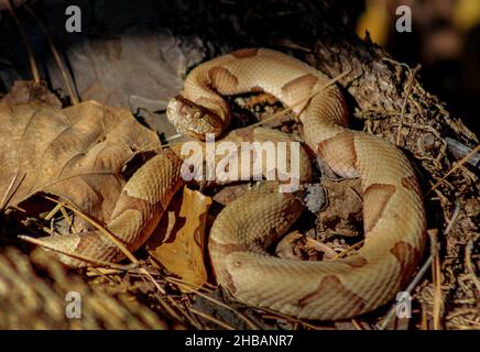 Kupferkopfschlange. Big Thicket National Preserve. Agkistrodon contortrix. Der östliche Kupferkopf, auch bekannt als Kupferkopf, ist eine Art giftiger Schlangen. Eine einzigartige, optimierte Version eines NPS-Bildes - Quelle: NPS Stockfoto
