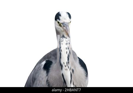 Nahaufnahme eines Graureiher (Ardea cinerea) vor weißem Hintergrund. Stockfoto