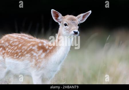 Nahaufnahme eines Damhirschfawns, das im Herbst auf der Wiese steht. Stockfoto