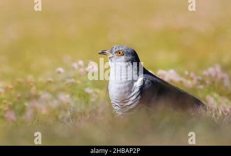 Nahaufnahme eines Kuckucks auf einer Wiese, Großbritannien. Stockfoto