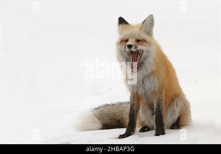 Rotfuchs im Schnee, Soda Butte Drainage Creek, Yellowstone National Park, Vereinigte Staaten von Amerika. Genkartierung zeigt, dass Rotfüchse in Nordamerika seit über 400000 Jahren von ihren Gegenstücken aus der Alten Welt isoliert werden. Eine einzigartige, optimierte Version eines NPS-Bildes, Quelle: NPS/J. Peaco Stockfoto