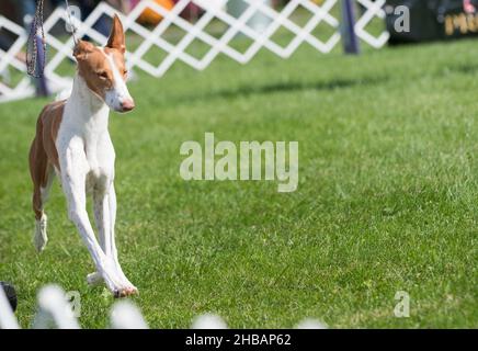 Ibizan Hound auf Gras wandern Stockfoto