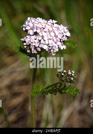 Northern Yarrow Achillea borealis Denali National Park & Preserve Alaska, Vereinigte Staaten von Amerika Eine einzigartige, optimierte Version eines Wildblumenbildes von NPS Ranger JW Frank; Quelle: NPS/Jacob W. Frank Stockfoto