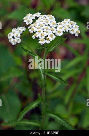 Siberian Yarrow Achillea sibiricus Denali National Park & Preserve Alaska, Vereinigte Staaten von Amerika Eine einzigartige, optimierte Version eines Bildes von NPS Ranger JW Frank; Quelle: NPS/Jacob W. Frank Stockfoto