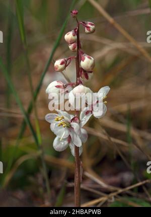 Großblühiger Wintergreen Pyrola grandiflora Denali National Park & Preserve Alaska, Vereinigte Staaten von Amerika Eine einzigartige, optimierte Version eines Bildes von NPS Ranger JW Frank; Quelle: NPS/Jacob W. Frank Stockfoto