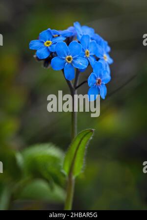Alpine Forget-Me-Not Myosotis alpestris Denali National Park & Preserve Alaska, Vereinigte Staaten von Amerika Eine einzigartige, optimierte Version eines Bildes von NPS Ranger JW Frank; Quelle: NPS/Jacob W. Frank Stockfoto
