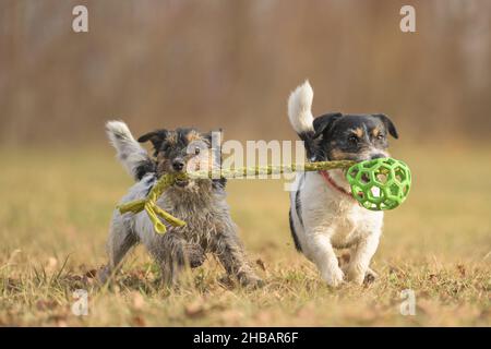 Zwei niedliche kleine lustige Dirty Jack russell Terrier Hunde spielen im Herbst zusammen auf einer Wiese mit einem grünen Ball Stockfoto
