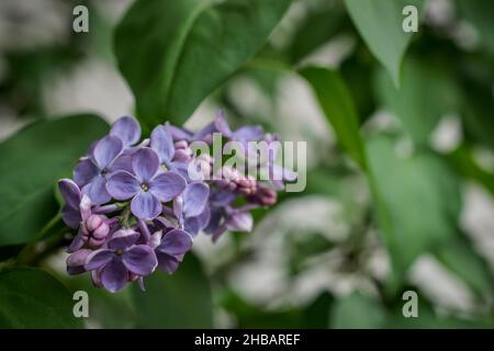 Ein Nahaufnahme einer lila Fliederblume im Frühjahr Stockfoto