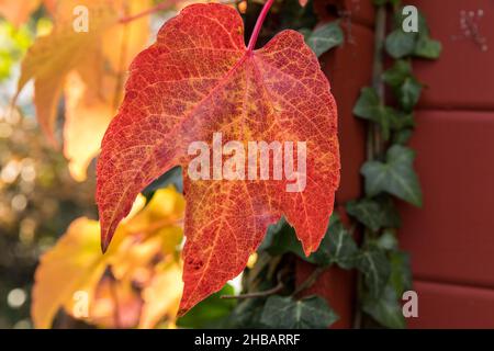 Wilder Wein Im Herbst Stockfoto