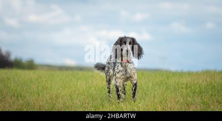 Junge stolze englische springer Spaniel Houns stehen im Gras auf einer grünen Wiese Stockfoto