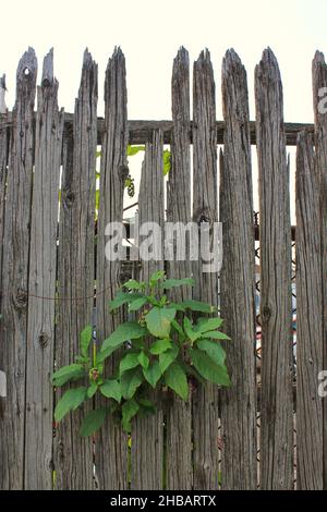 Altes rustikales verwittertes Holz, einfacher und einfacher Zaun. Stockfoto