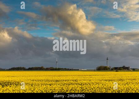 Raps am Pharisaerhof Stockfoto