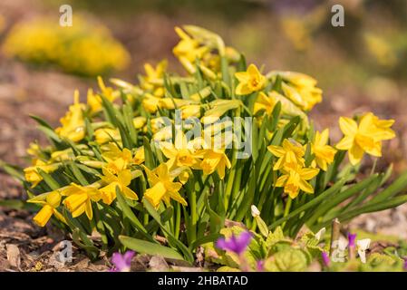 Narzissen Blüte im Frühjahr im Garten Stockfoto