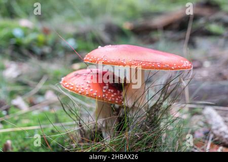 Fliegen Sie ein agarisches Paar im Wald Stockfoto