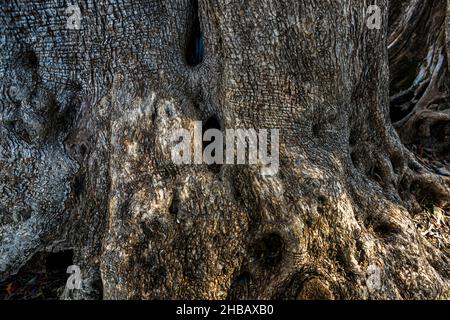 Hain von alten Olivenbäumen (L'Oliveraie de La Farlède) von La Farlède, Frankreich. Im Schutz des Berges Mont Coudon konnten diese Bäume den Frost im Februar 1956 überstehen Stockfoto