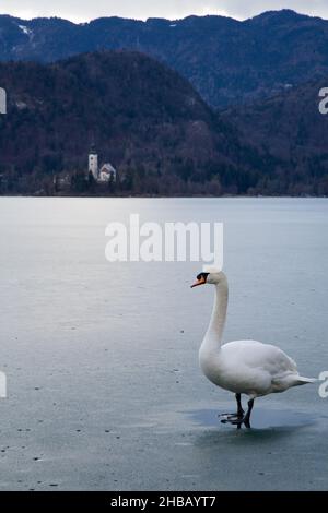 Ein verwirrter Schwan auf einem gefrorenen Bleder See mit der Insel Wallfahrtskirche Mariä Himmelfahrt im Hintergrund, Slowenien . Stockfoto