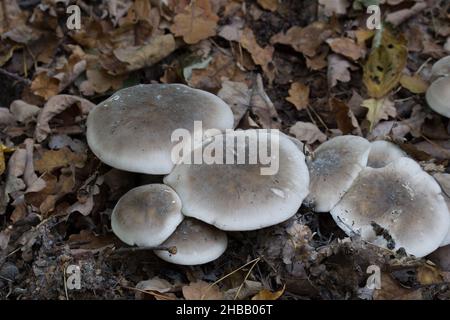 Gruppe von grauen Pilzen - Clitocybe nebularis, getrübter agarischer Nahaufnahme selektiver Fokus Stockfoto