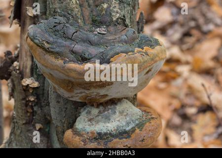 Polyporus auf Eichenbaum Stamm Nahaufnahme selektiver Fokus Stockfoto