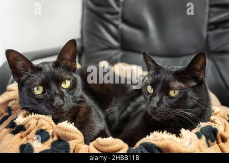 Zwei schwarze Katzen, Bruder und Schwester, sonnen sich in einem warmen, weichen, gelben Katzenbett. Auf einem Bürostuhl. Stockfoto