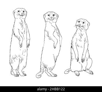 Erdmännchen-Familie Illustration. Tiere zum ausmalen. Stockfoto
