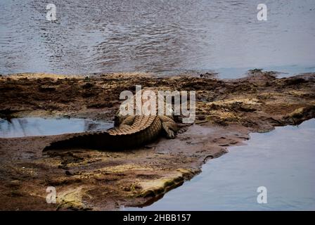 Große Krokodile, Crocodylidae, auch echte Krokodile ist eine große semiaquatische Reptilien, die auf einem Flussufer in Afrika liegt Stockfoto