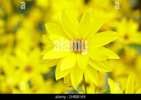 Helianthus 'Miss Mellish' mehrjährige Sonnenblume. Halbdoppelte Blüten von Helianthus × laetiflorus 'Miss Mellish in UK Gartengrenze. Stockfoto