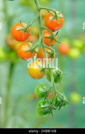 Sungold Tomaten wachsen auf der Rebe. Solanum lycopersicum Sungold F1 Kirschtomaten in einem britischen Gewächshaus. Stockfoto