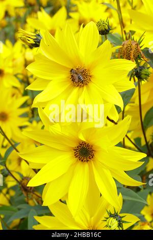 Helianthus 'Miss Mellish' mehrjährige Sonnenblume. Halbdoppelte Blüten von Helianthus × laetiflorus 'Miss Mellish in UK Gartengrenze. Stockfoto