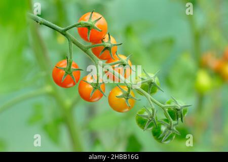 Sungold Tomaten wachsen auf der Rebe. Solanum lycopersicum Sungold F1 Kirschtomaten in einem britischen Gewächshaus. Stockfoto