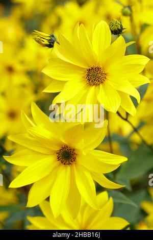 Helianthus 'Miss Mellish' mehrjährige Sonnenblume. Halbdoppelte Blüten von Helianthus × laetiflorus 'Miss Mellish in UK Gartengrenze. Stockfoto