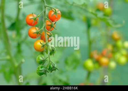 Sungold Tomaten wachsen auf der Rebe. Solanum lycopersicum Sungold F1 Kirschtomaten in einem britischen Gewächshaus. Stockfoto