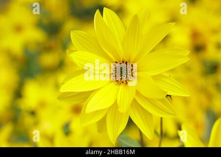 Helianthus 'Miss Mellish' mehrjährige Sonnenblume. Halbdoppelte Blüten von Helianthus × laetiflorus 'Miss Mellish in UK Gartengrenze. Stockfoto