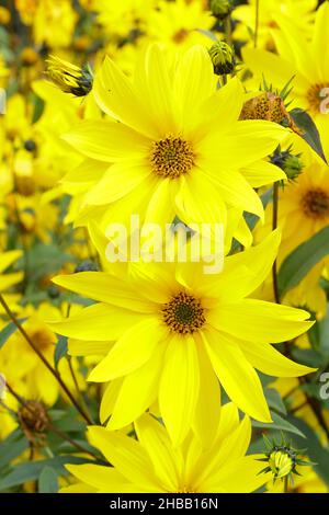 Helianthus 'Miss Mellish' mehrjährige Sonnenblume. Halbdoppelte Blüten von Helianthus × laetiflorus 'Miss Mellish in UK Gartengrenze. Stockfoto