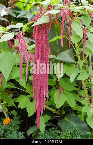 Amaranthus Liebe liegt blutende Pflanze. Hängende Blütenköpfe von Amaranthus caudatus Love blutet im britischen Garten. Stockfoto