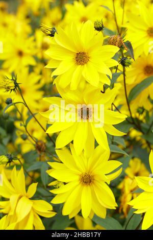 Helianthus 'Miss Mellish' mehrjährige Sonnenblume. Halbdoppelte Blüten von Helianthus × laetiflorus 'Miss Mellish in UK Gartengrenze. Stockfoto