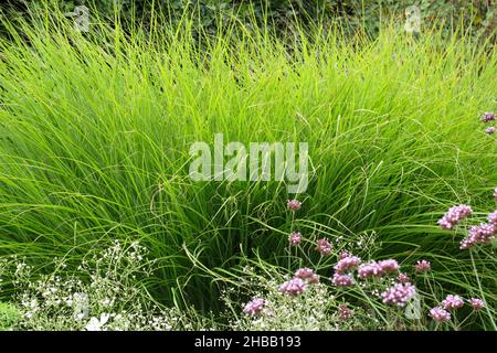 Miscanthus sinensis gracillimus ornamentales Laubgras in Großbritannien Spätsommer Gartengrenze. Auch als „eulalia“ Gracillimus bezeichnet Stockfoto