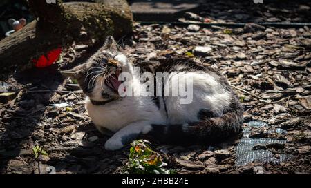 Bild einer Hauskatze, die beim Sonnen gähnt Stockfoto